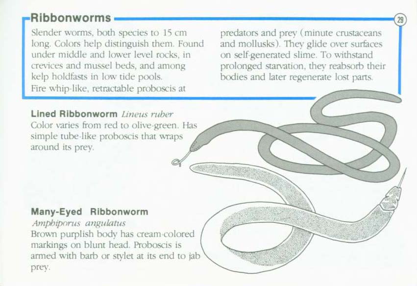LIFE ON INTERTIDAL ROCKS: a guide to marine life of the rocky North Atlantic coast. nasg5406h